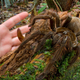 Image for article titled The legs on this puppy-sized spider are a foot long
